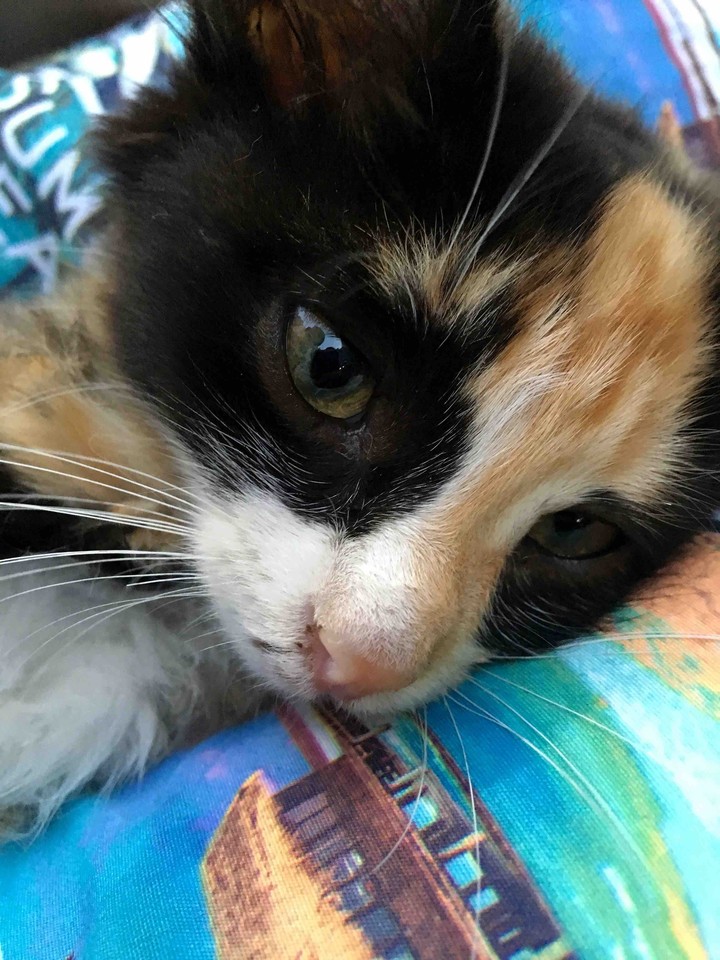 kitten❤️