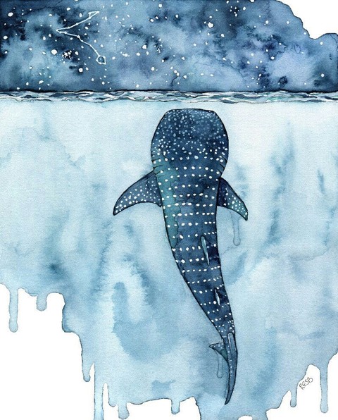 shark whale