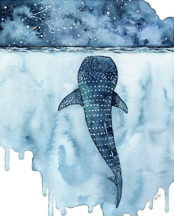 shark whale