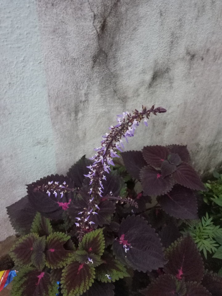 nice flowering.....