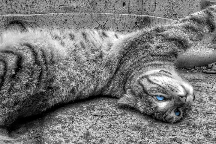 cat