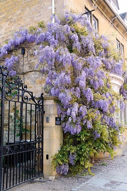 wisteria gate - the Cotswolds