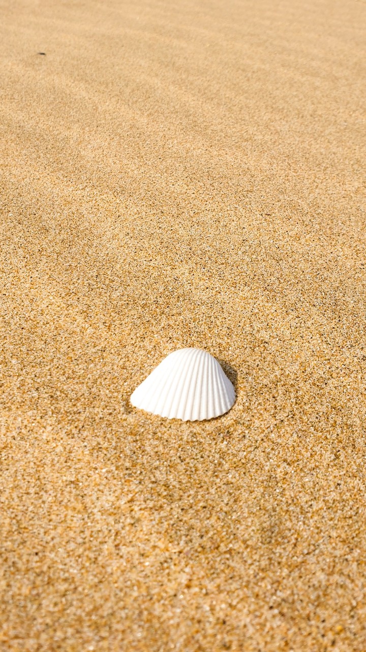 A shell in the sand.