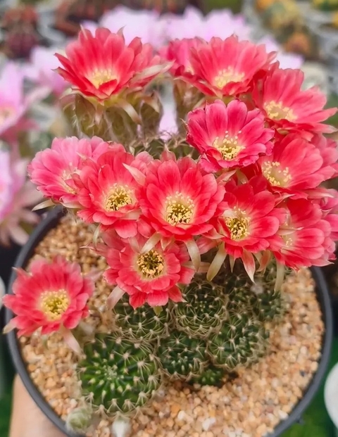sfondi flowerpot, houseplant