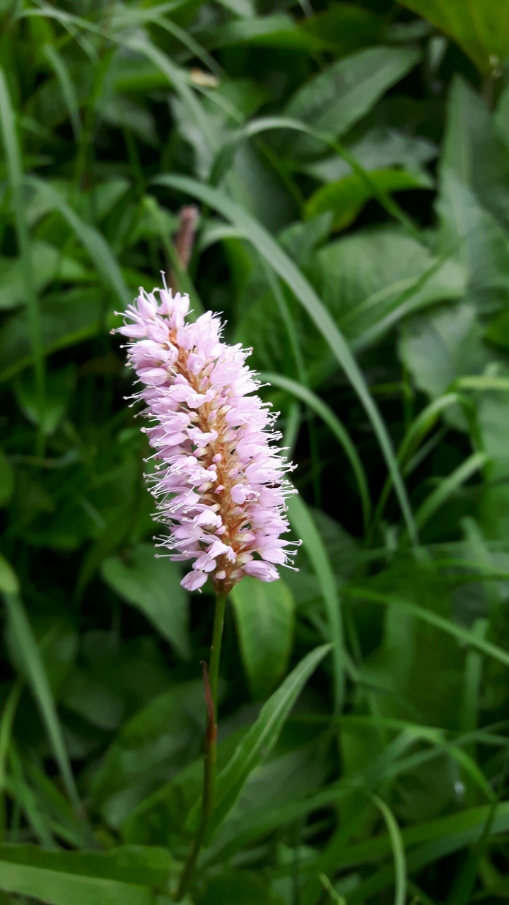 Blüte 