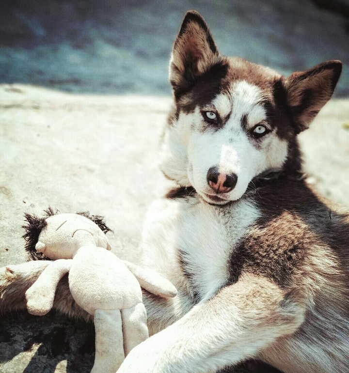 Siberian Husky