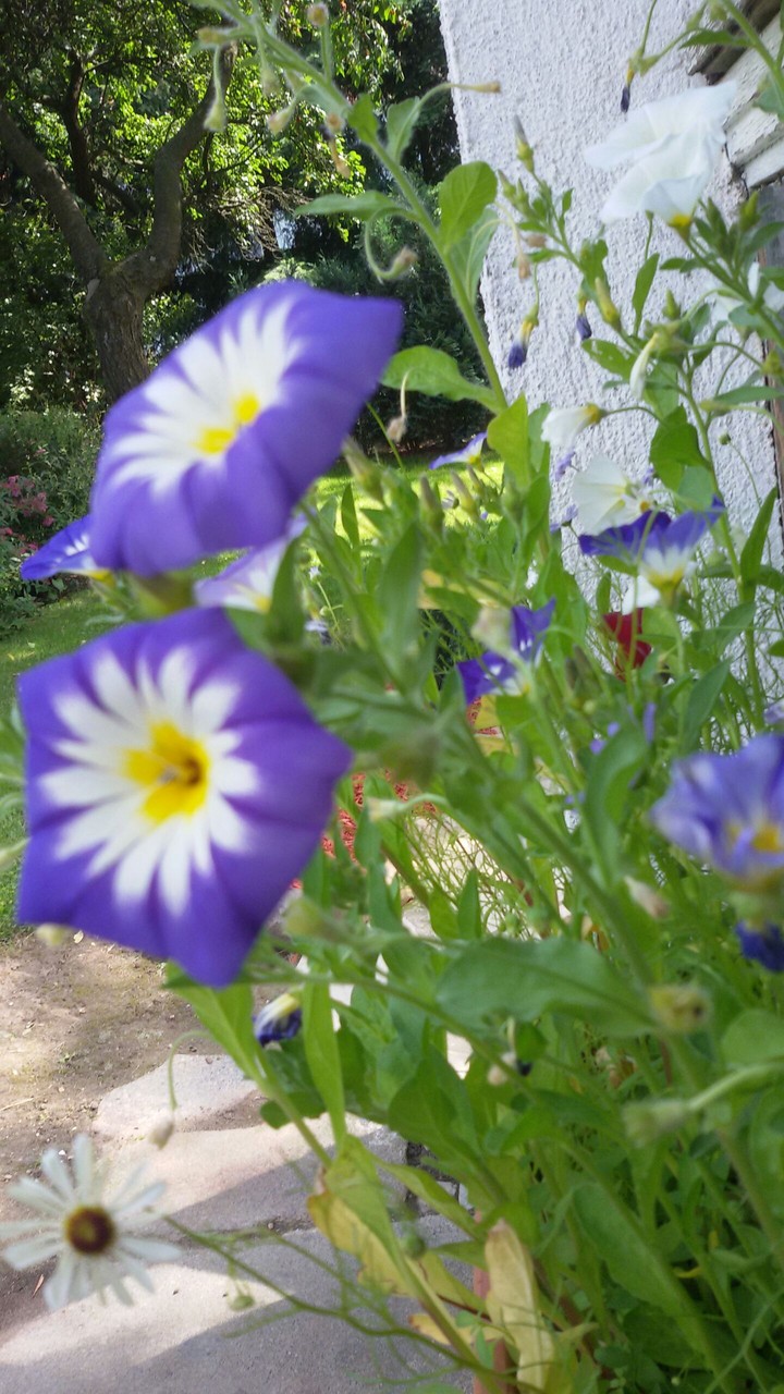 Flowerpower