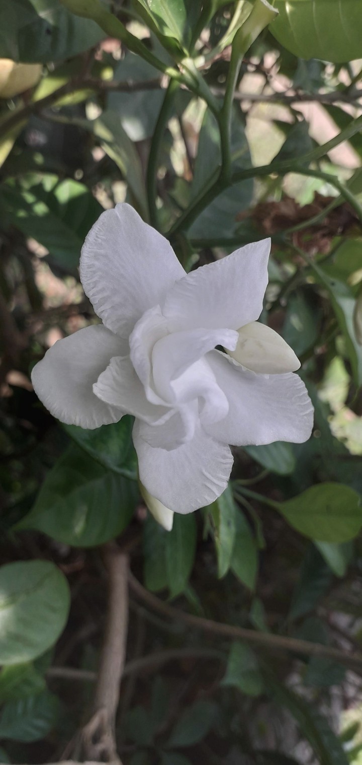 The Hibiscus!