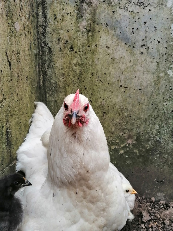 Chiken