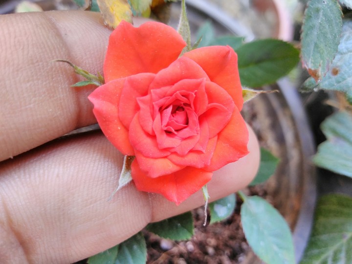 mini rose 4160x3121 pixel