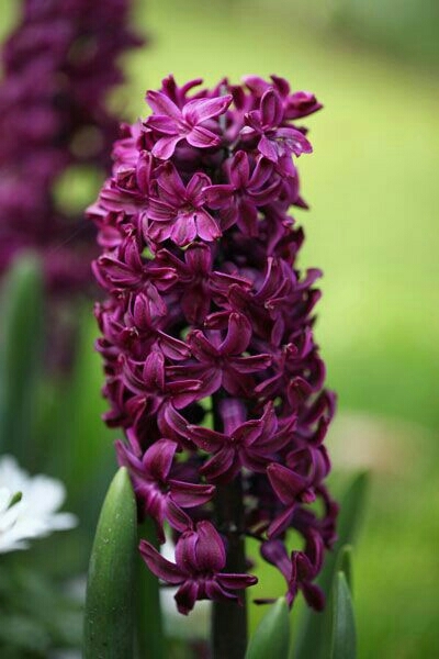 Hyacinth