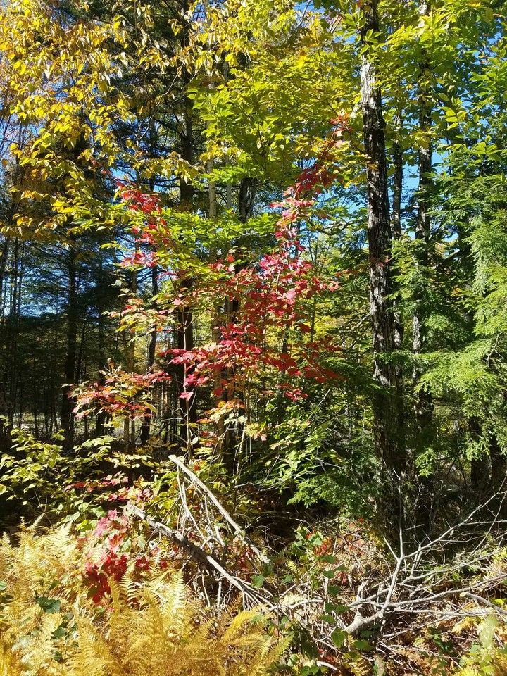 trees