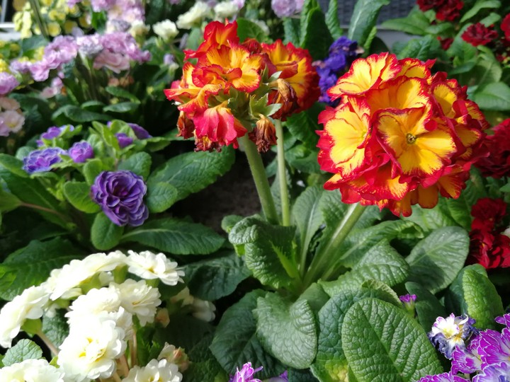Frühlingsblumen