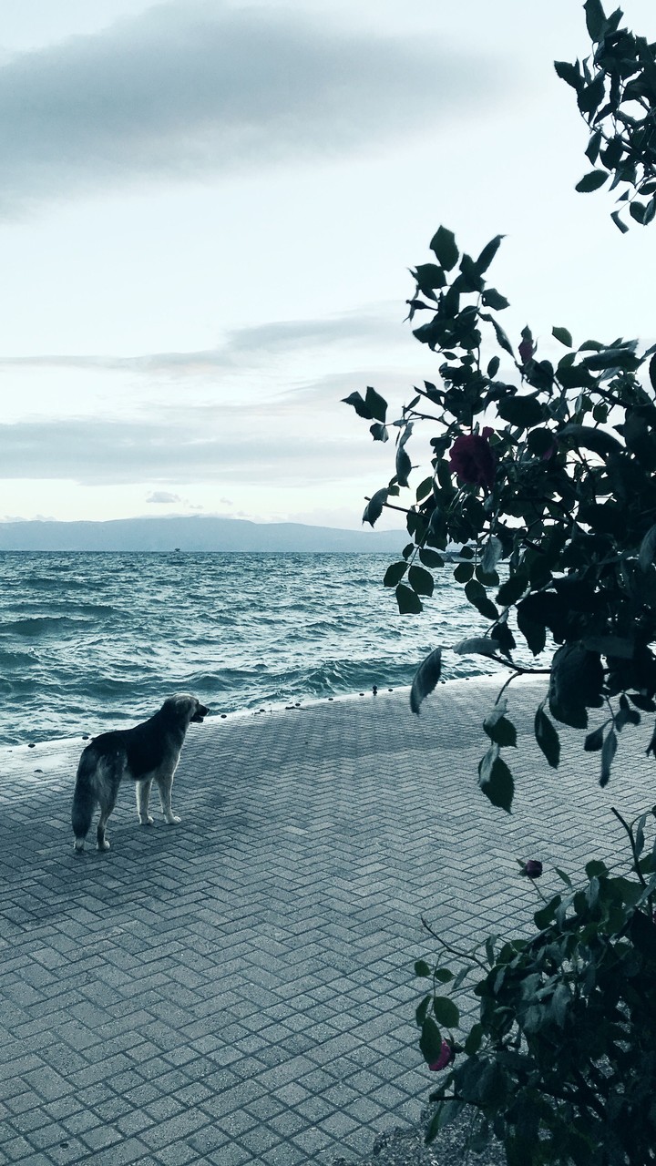 Alone Dog