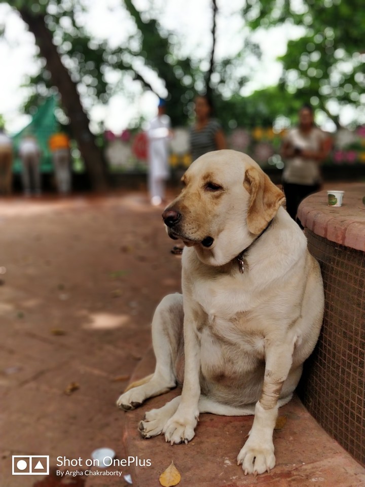 Man's best friend