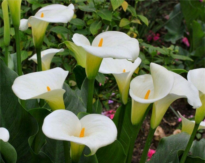 Arum