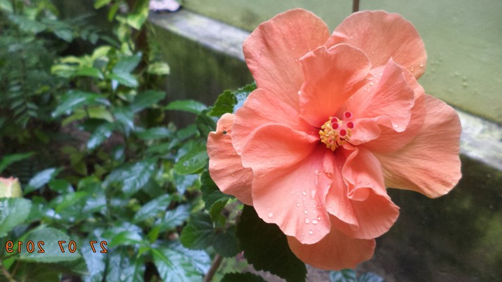 Orange Rosemallow