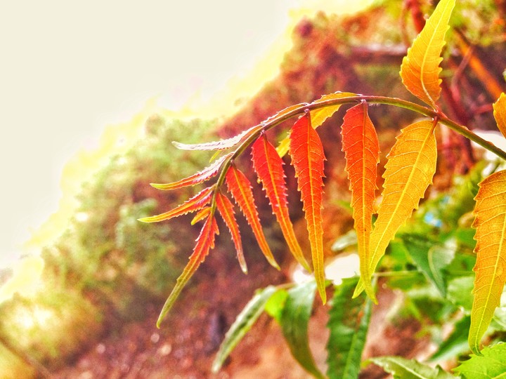 leafs