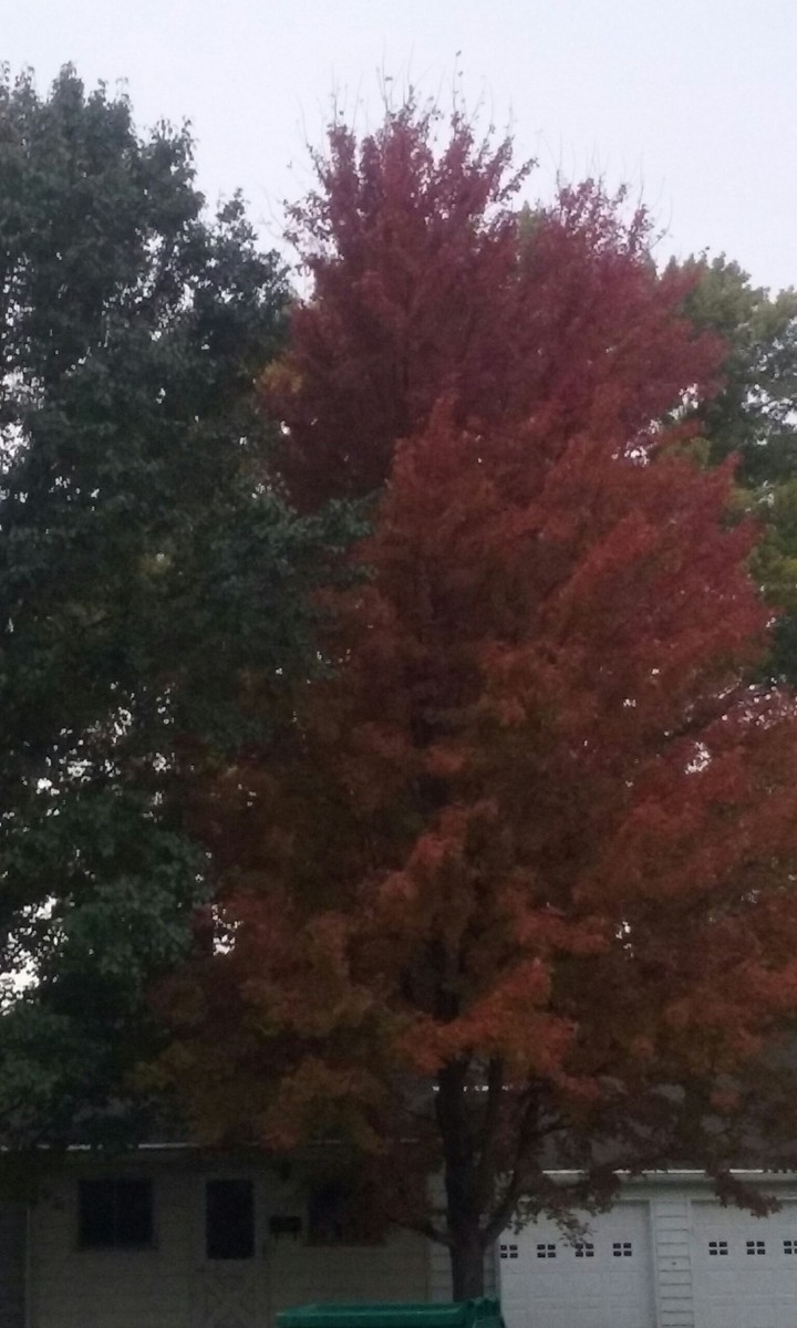 fall