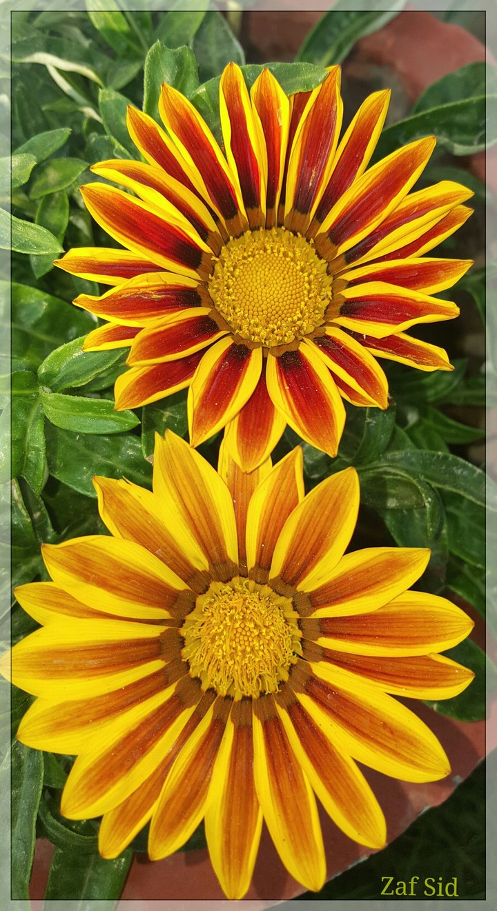 Garden's flower