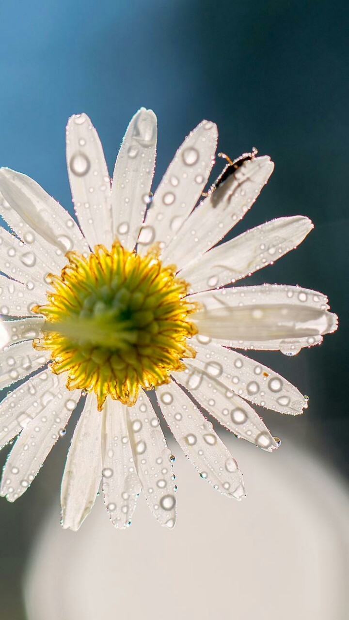 flor