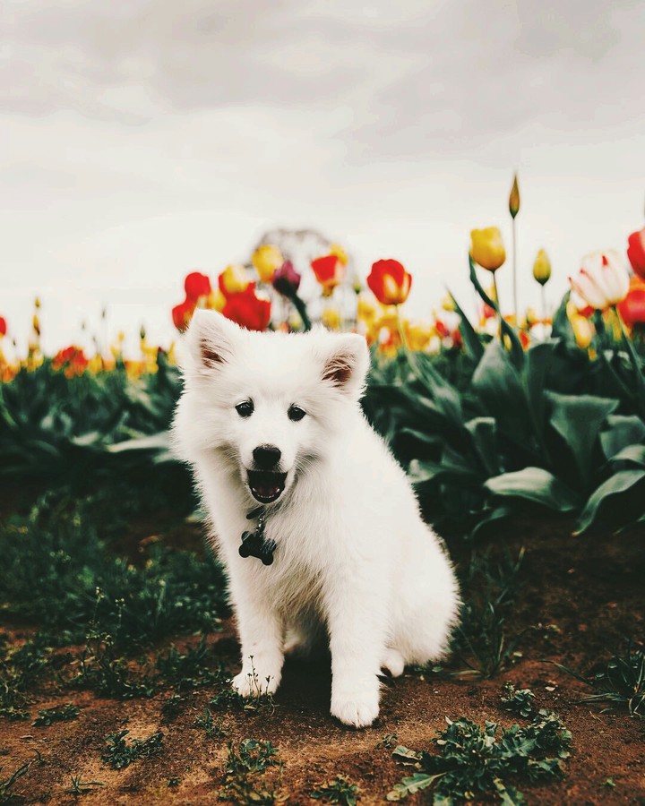 Лапулечка♡♡♡♡♡