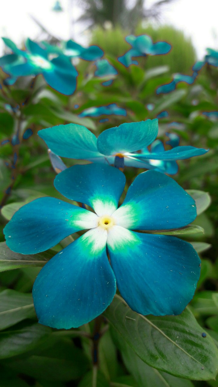 flower