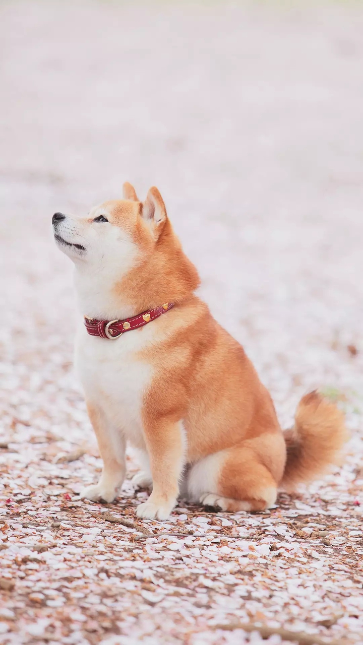 akita inu