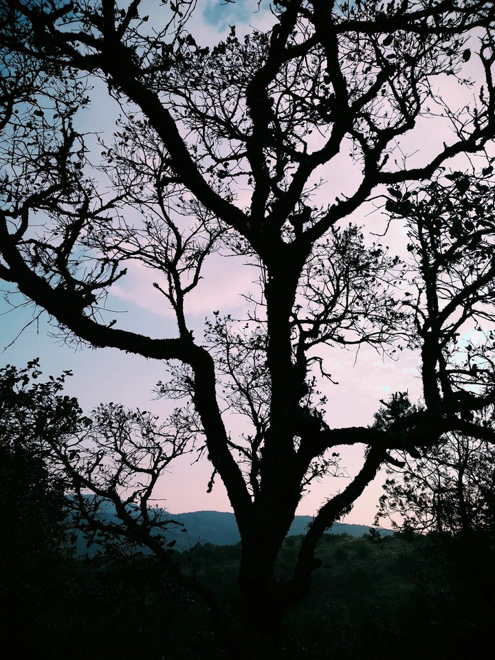 Ramas de árbol