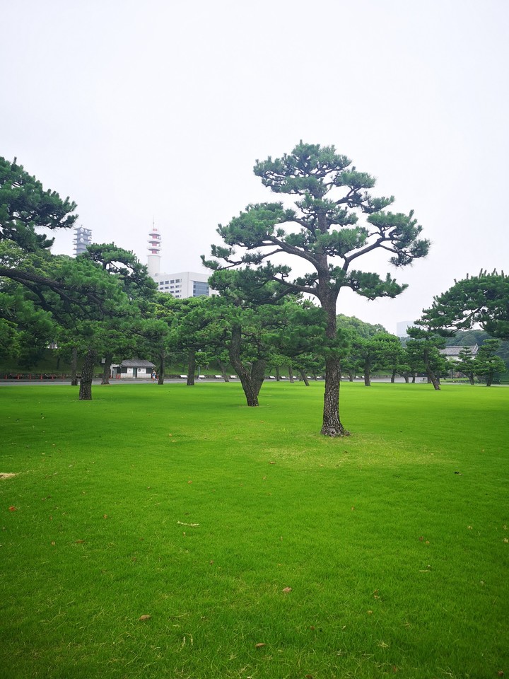 Tokyo Morning