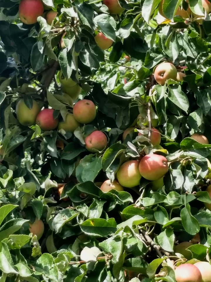 some apples