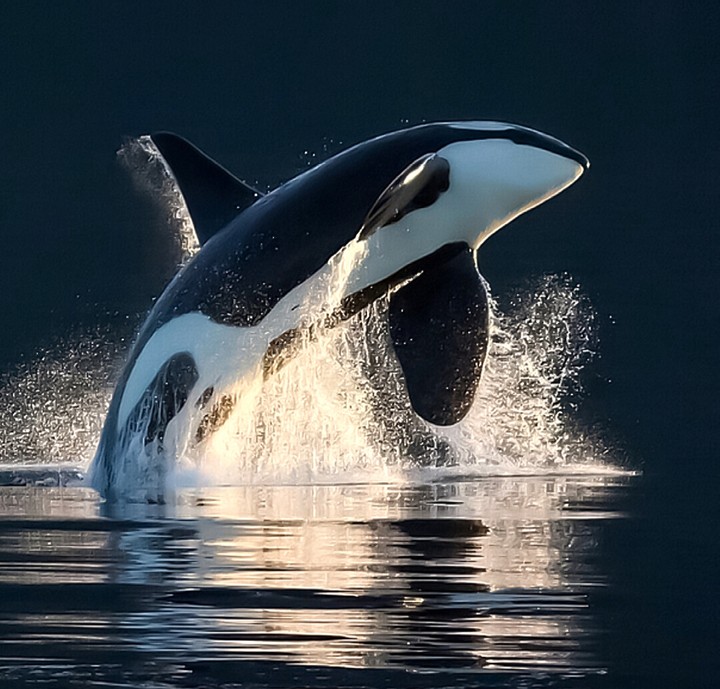 An Early Morning Breach