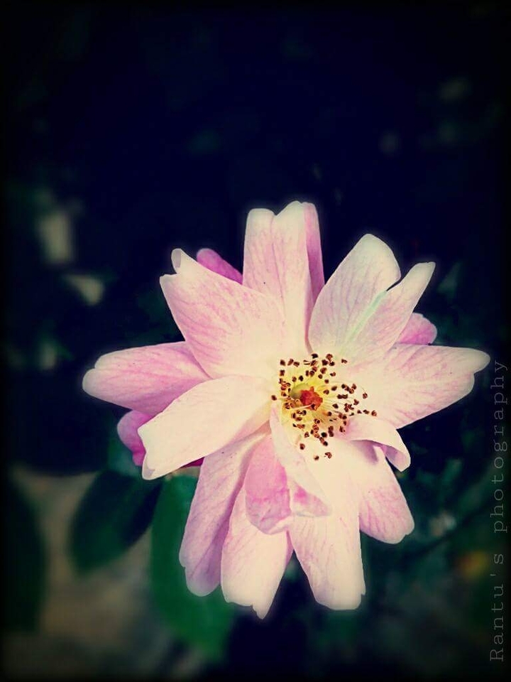 Rose