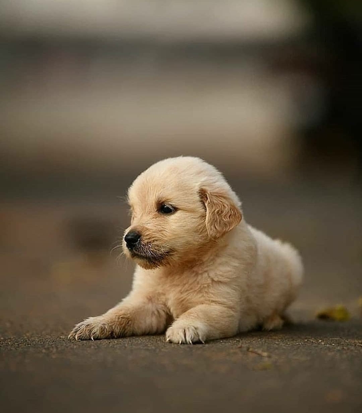 cute dog