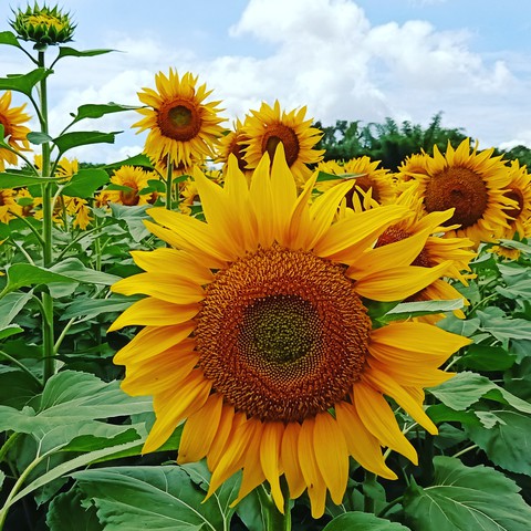 The Sunflower.