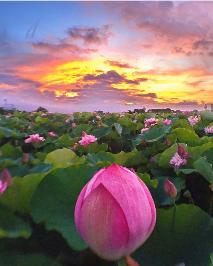 Lotus