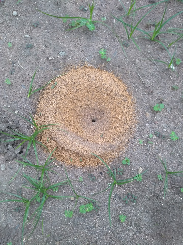 House of ants