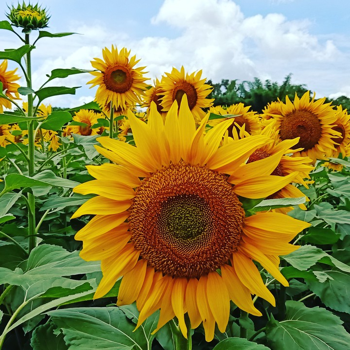 The Sunflower.