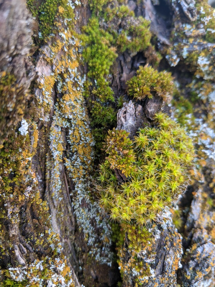 mossy stump