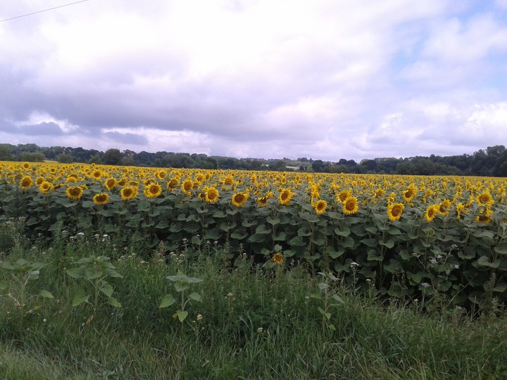 field of sunflowers