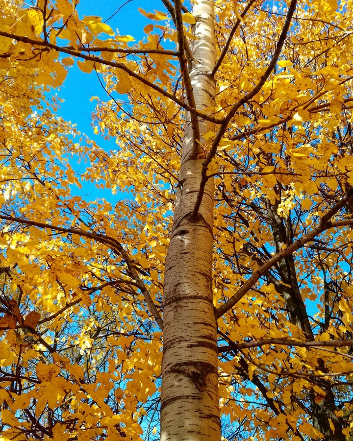 Gold&Blue