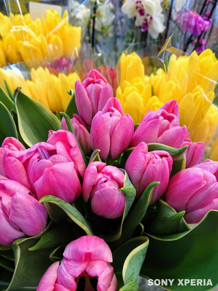 Tulips... Perfectly