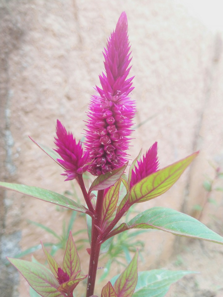 Flower
