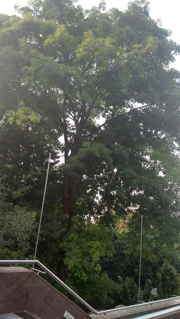Tree and plants