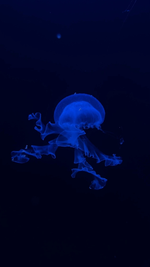 sfondi underwater, jellyfish