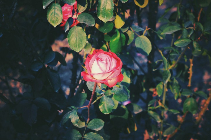 Rosa