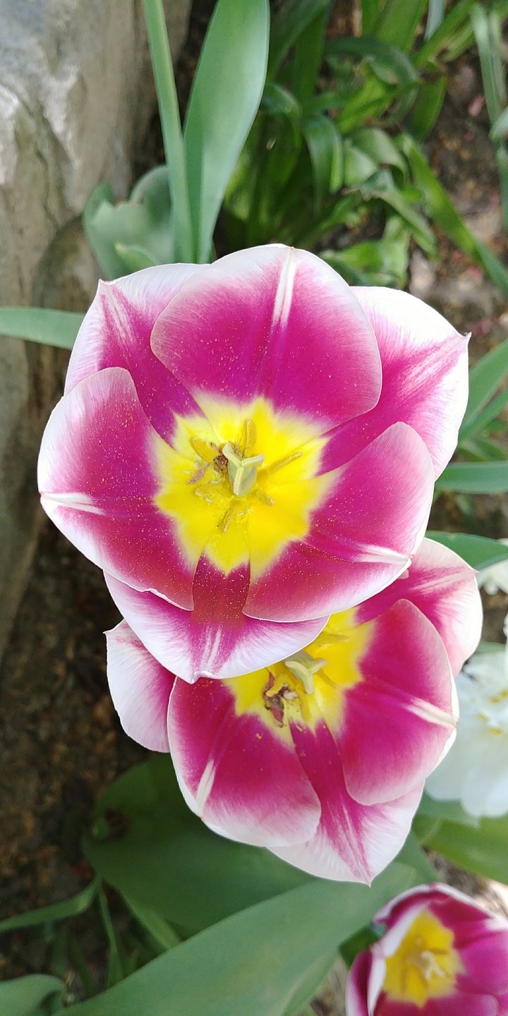 Flower Power to the people ;)