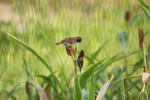 Birds