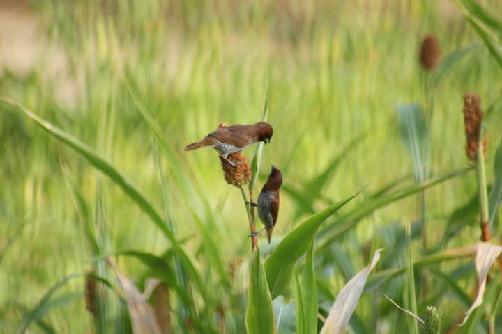 Birds