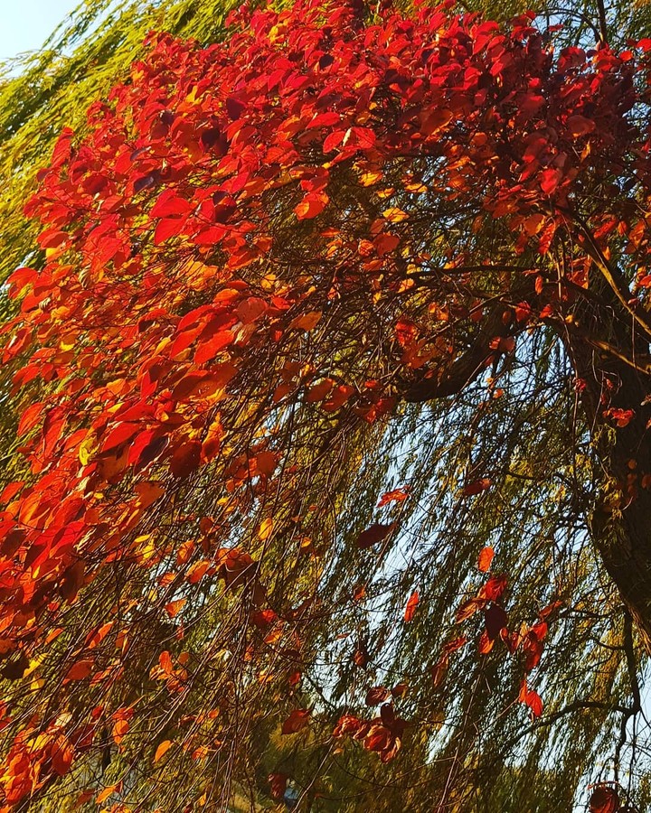 paints of autumn